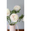 Renoncule de soie crème 53 cm