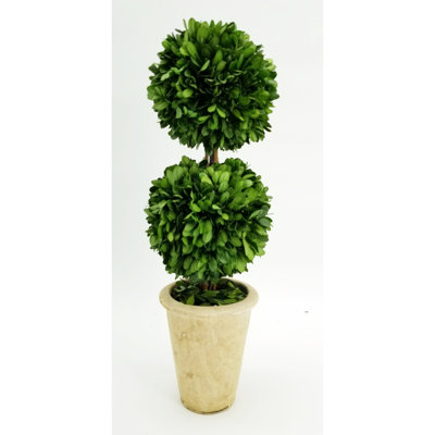 20'' Boxwood Topiary in Terracotta Pot
