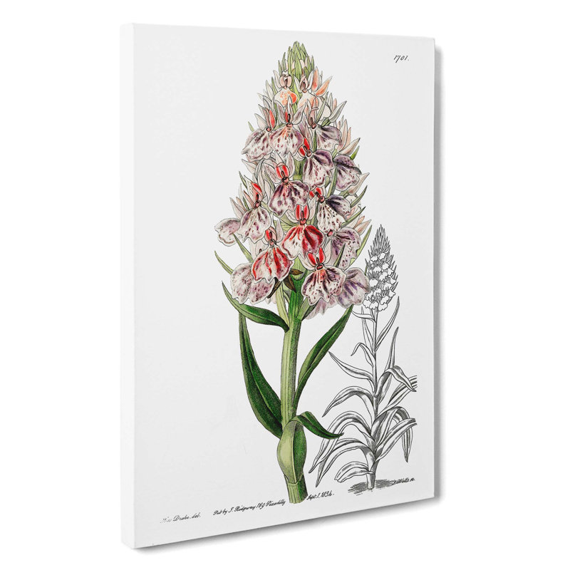 Spiked Orchid - Wrapped Canvas, 60cm H x 40cm W x 3cm D