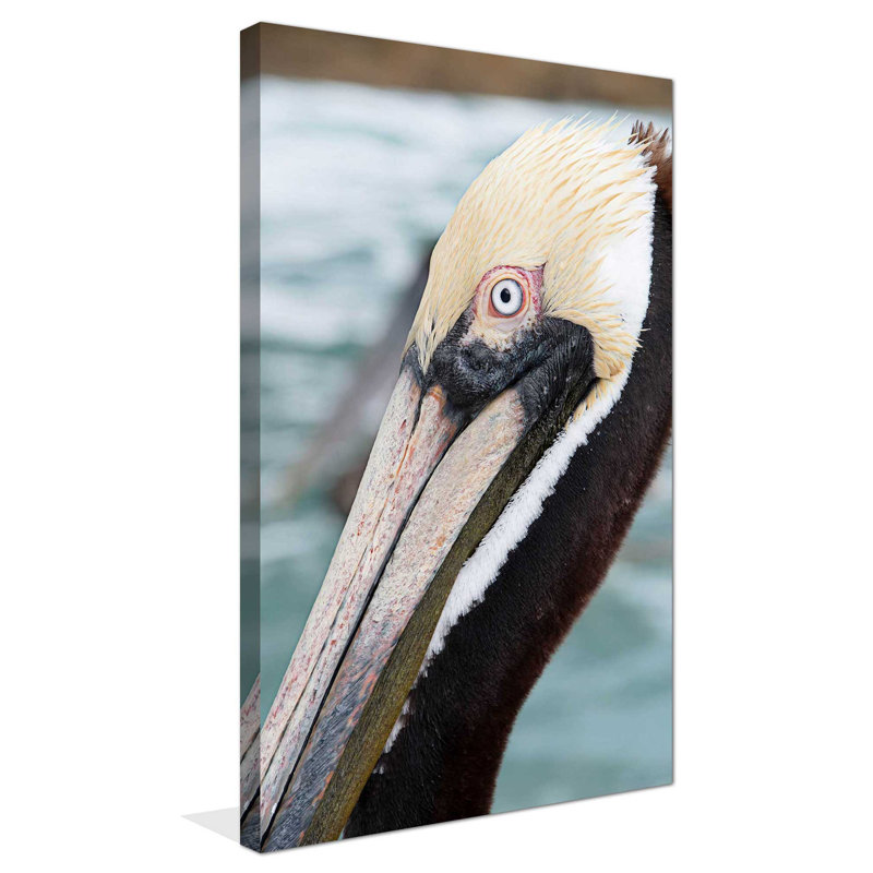 «Bayside Pelican», reproduction de photo sur toile, H 60 po x l 36 po x P 1,5 po, Toile tendue