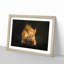 Red Squirrel - Framed Print-55598281-55598283