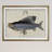 " Vintage Fish Study I "-87022820-87022823