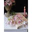 Blush Star Bloom - 27 po-602704202-602704200