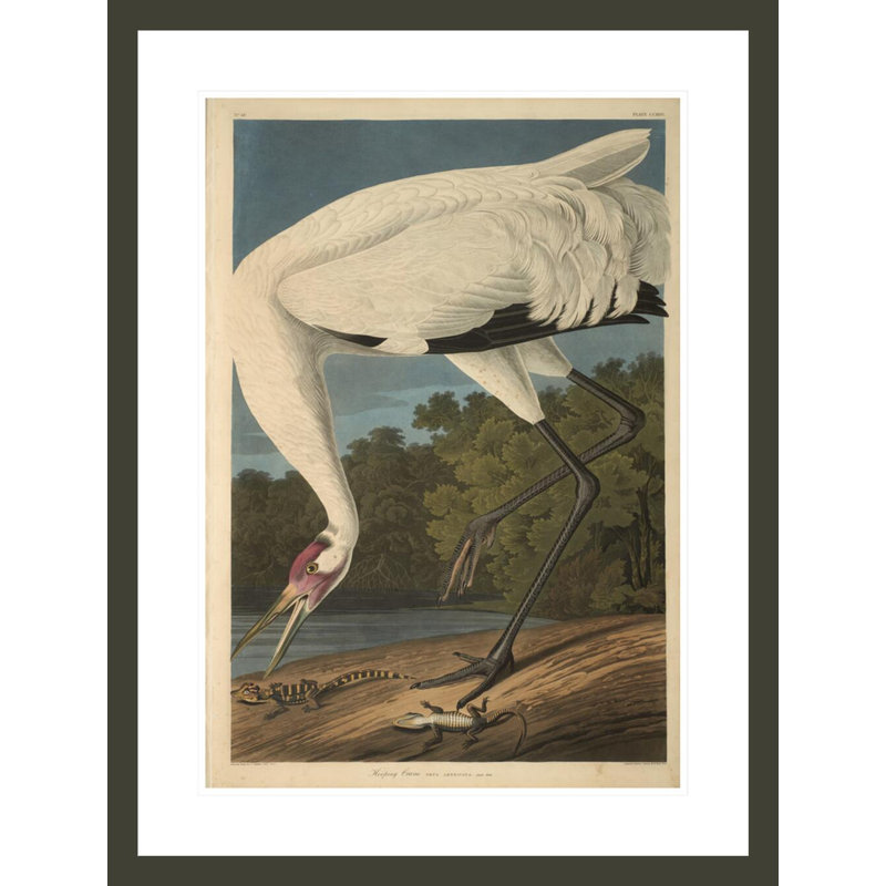 Grue blanche, «The Birds of America» par John James Audubon, impression giclée encadrée, H 29,5 po x l 22,34 po
