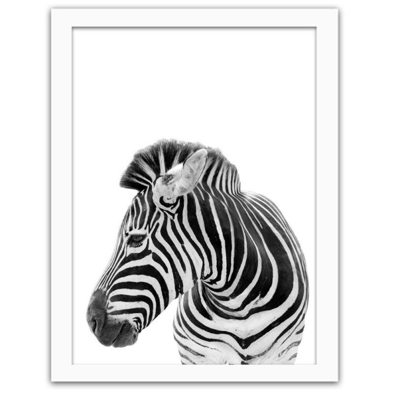 Gerahmter Fotodruck Zebra