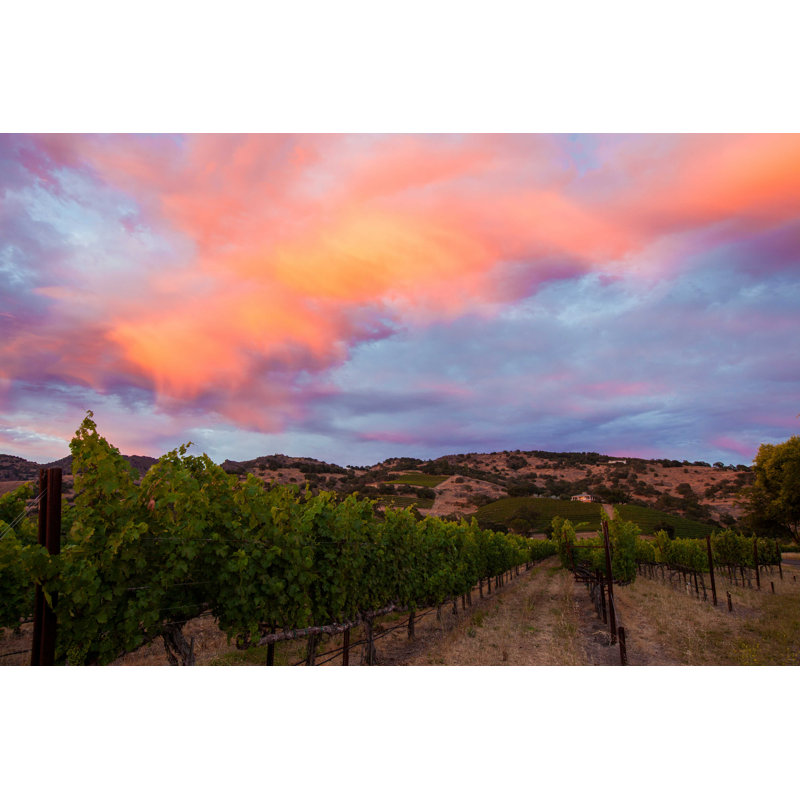 California Vineyard - Photographie sur toile tendue, H 20 po x l 30 po