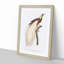 Emperor Bird of Paradise by Jacques Barraband - Picture Frame Painting Print-55539713-55539714