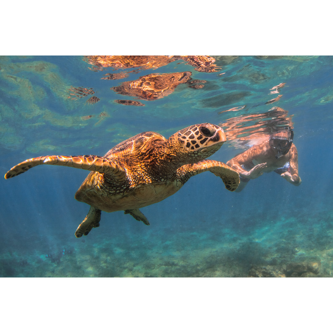 Hawaiian Green Sea Turtle by ShaneMyersPhoto - Wrapped Canvas Print