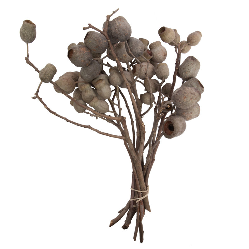 Bellgum Plant