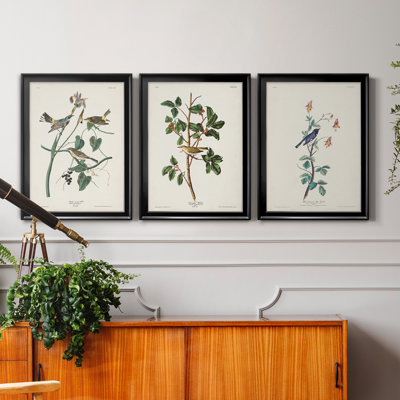Pl. «153 Yellow-Rump Warbler», ensemble de 3 impressions sur toile encadrées