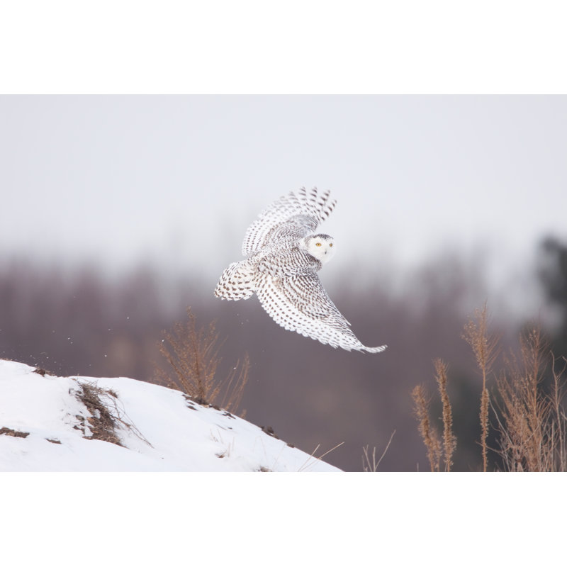 Snowy Owl by Rpbirdman - Wrapped Canvas Print, 51cm H x 76cm W