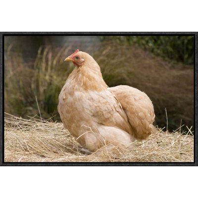 " Domestic Chicken, Lemon Pekin Bard Hen "