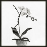 Orchid Study 1 Print by Simon Schneiderman