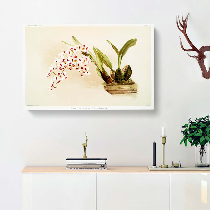 Magnolia Flowers Illustration Tab. 71 by Frederick Sander - Wrapped Canvas Art - Wrapped Canvas, 40cm H x 60cm W x 3cm D