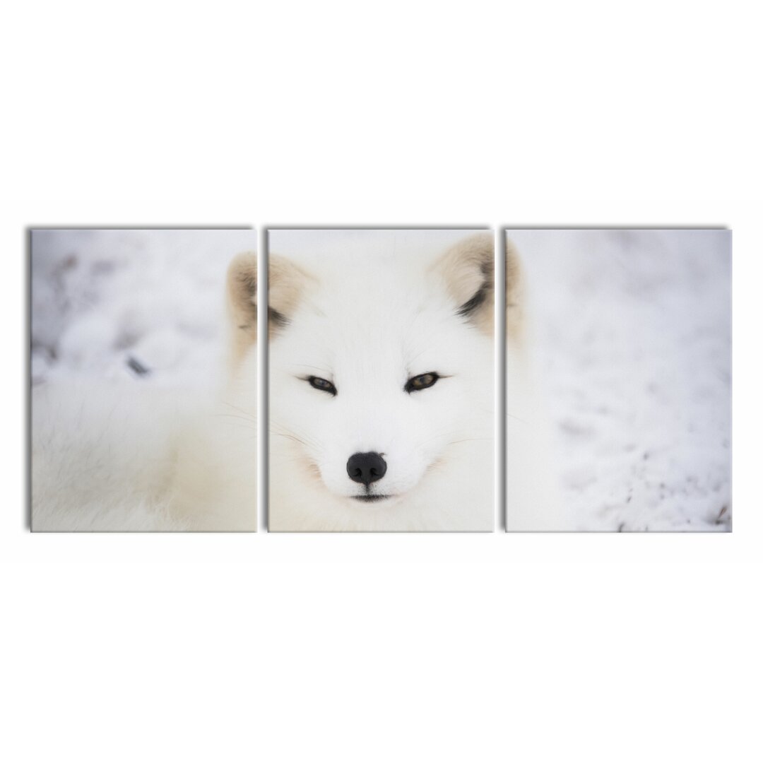 3-tlg. Leinwandbilder-Set White Fox