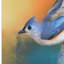 «In a Flash Tufted Titmouse», reproduction d'impression sur toile tendue Vidur-22075921