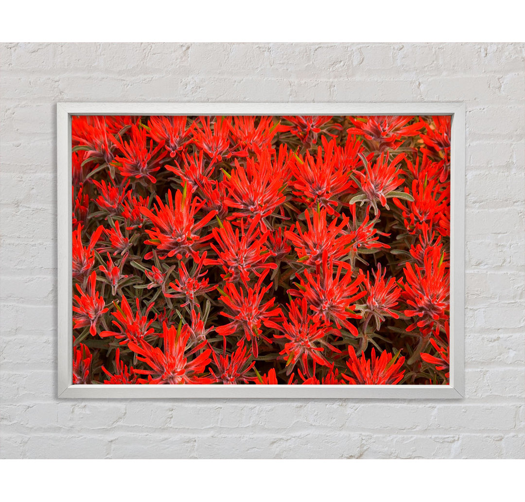 Red Paintbrush Utah - Einzelbildrahmen Kunstdrucke auf Leinwand