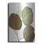 «Eucalyptus Color On White» par Debr «Eucalyptus Color On White» par Debra Van Swearingen-101630883