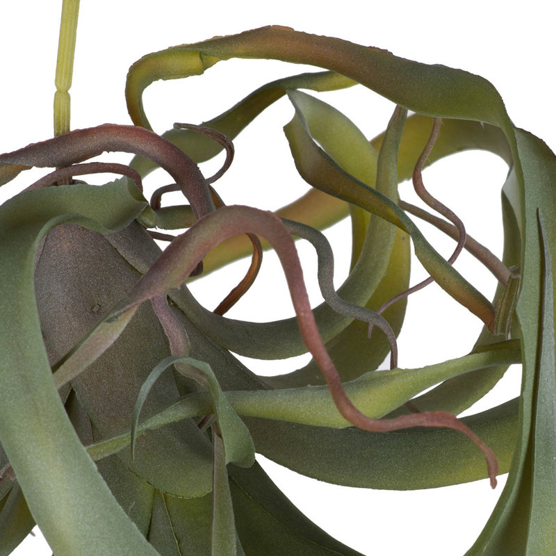 Fausse plante araignée verte, Vert clair