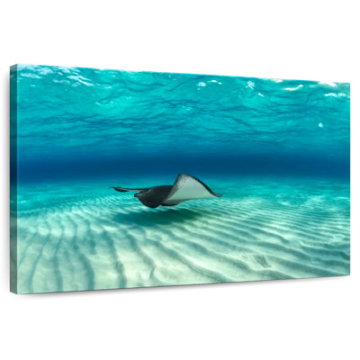 Crowle Stingray Fish