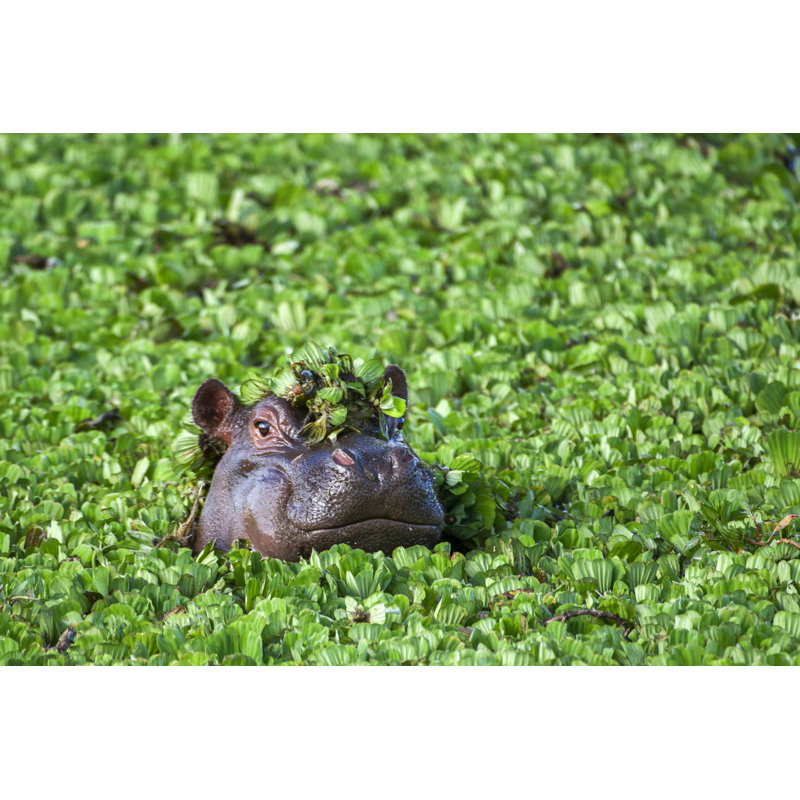 Close Up Of Wild African Hippo by GomezDavid - No Frame Art Prints on Canvas, 51cm H x 76cm W
