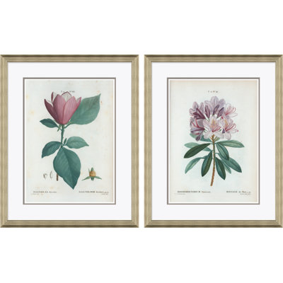 Magnolia & Rhododendrum Framed by Paul Cezanne