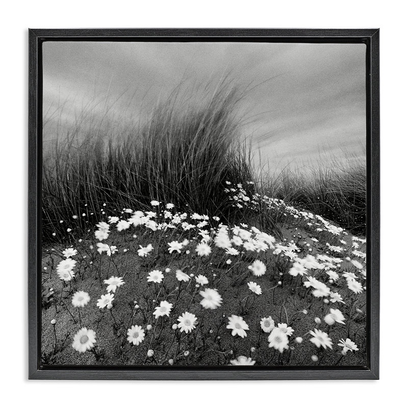 "Sand Daisies on Hill", art mural sur toile flottante par Chip Forelli, Cadre flottant noir de jais, H 18 po x l 18 po