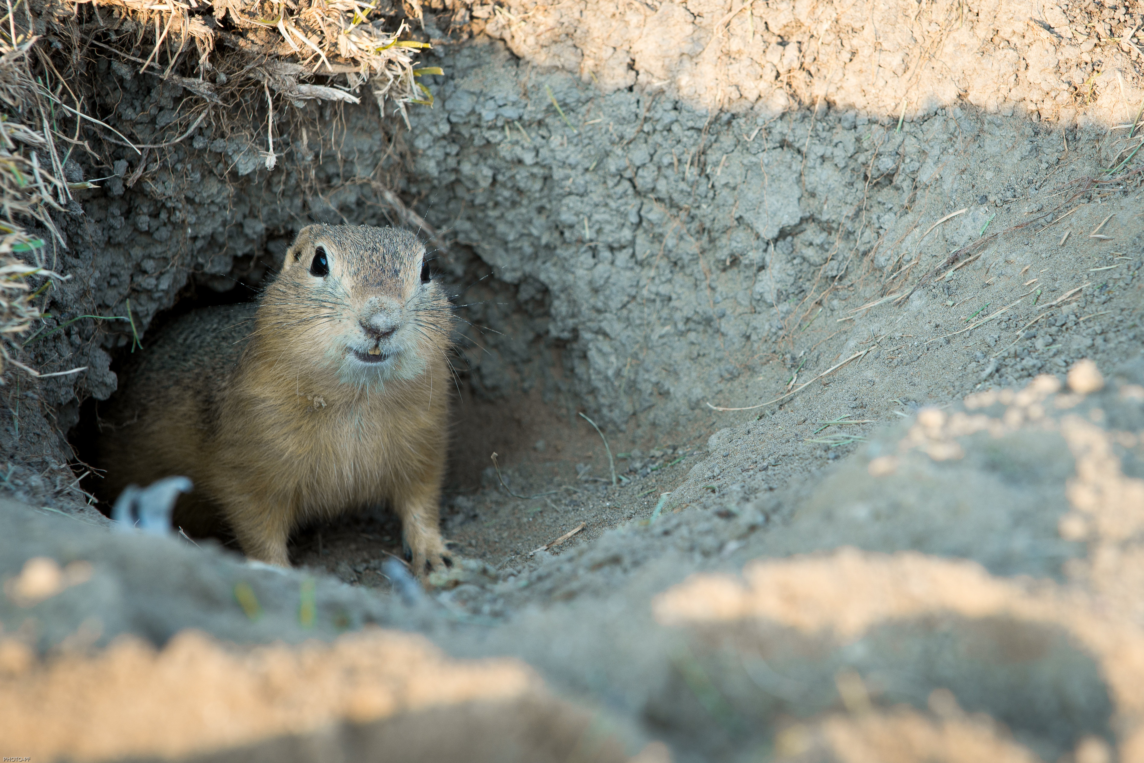 Ebern Designs Gopher - Wrapped Canvas Photograph | Wayfair