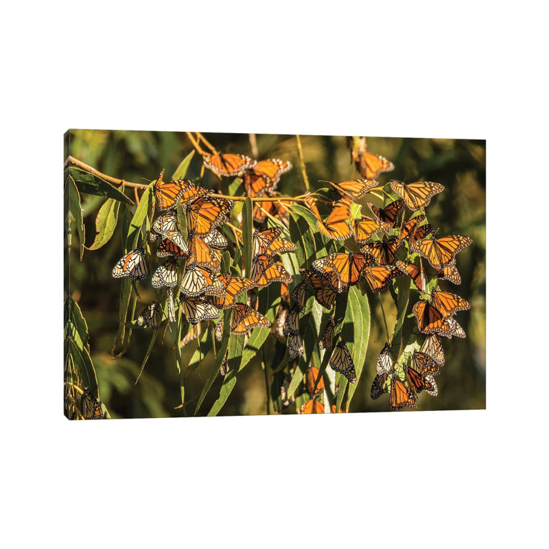 Usa, California, San Luis Obispo County by Jaynes Gallery - Wrapped Canvas Gallery-Wrapped Canvas Giclée