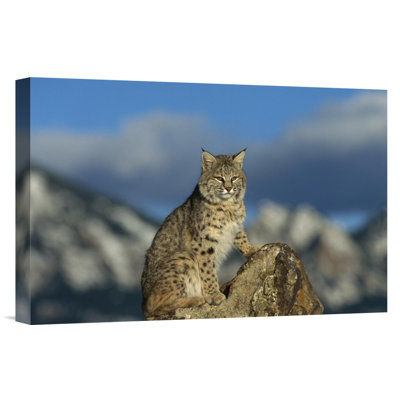 " Bobcat "