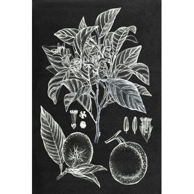 " Citrus Botanical Study II " by Melissa Wang