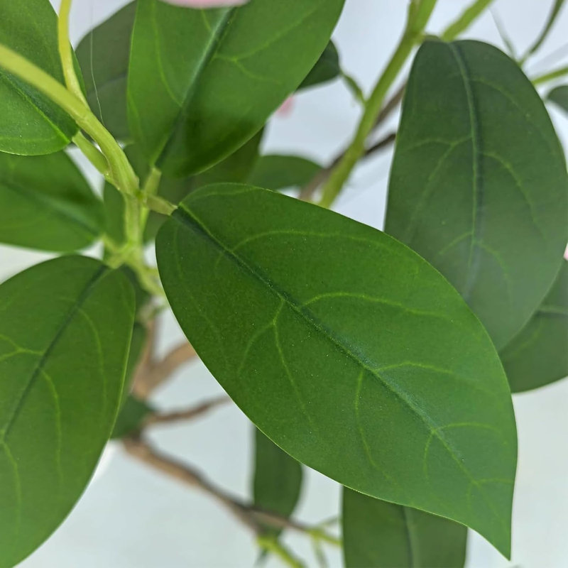 180cm Plant