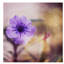 « purple tranquility i », reproduction d’impression sur toile tendue-906967194