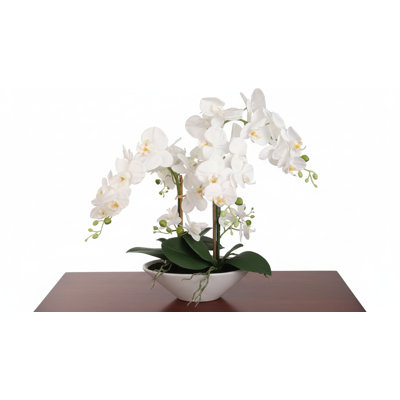 Phalaenopsis Orchid Floral Arrangement in Vase