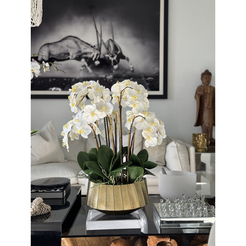 Helena Boat Planter With Phaleanopsis Orchids, White