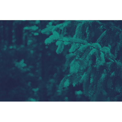 Christmas Holiday Evergreen by IrisImages - Wrapped Canvas Print