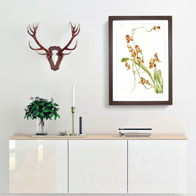 Magnolia Flowers Illustration Tab. 60 by Frederick Sander - Picture Frame Painting Print, 60cm H x 40cm W x 2cm D, Walnut