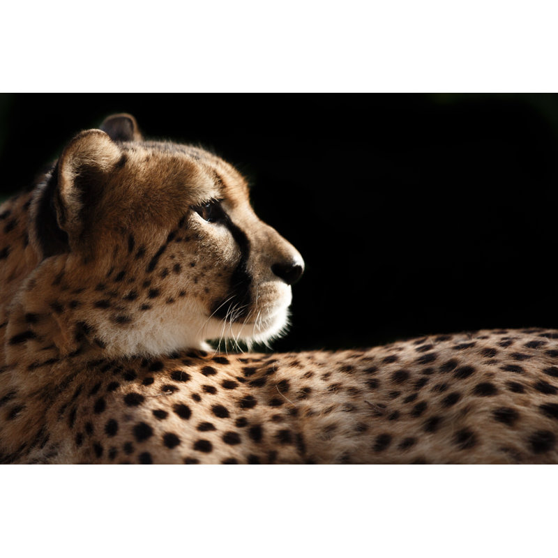 Cheetah Profile - Wrapped Canvas Print, 81cm H x 122cm W