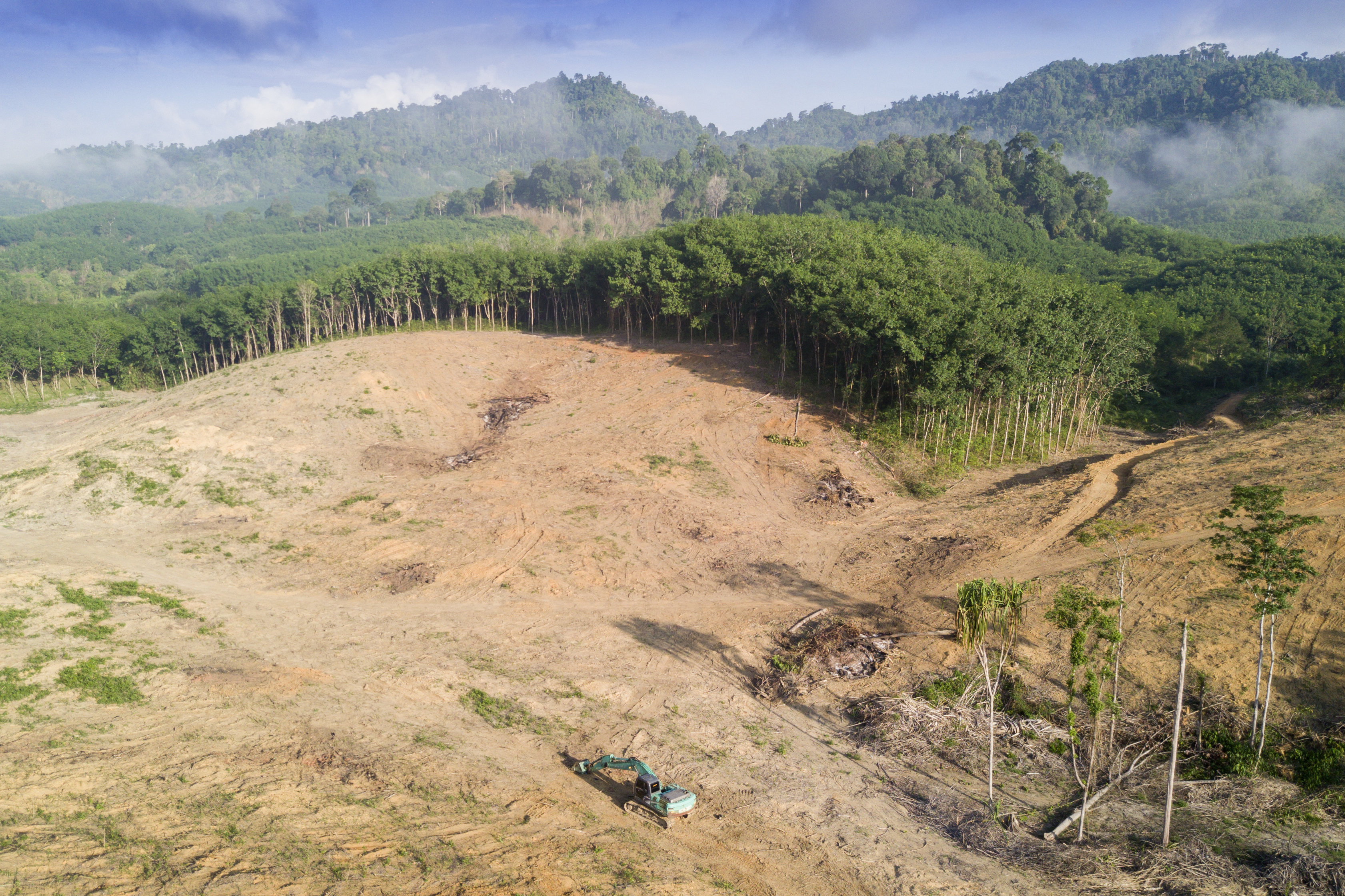 Union Rustic Deforestation, cutting down rainforest. - Wrapped Canvas ...