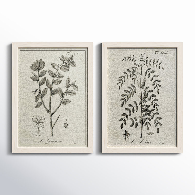 Antique botanique noir et blanc antique - ensemble de 2 reproductions d'art, H 24 po x l 36 po x P 1,5 po, Pas de tapis