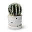 Cactus artificiel en pot en céramique blanche, décor de mini cactus 5 po