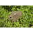 Hare Cub Running Statue