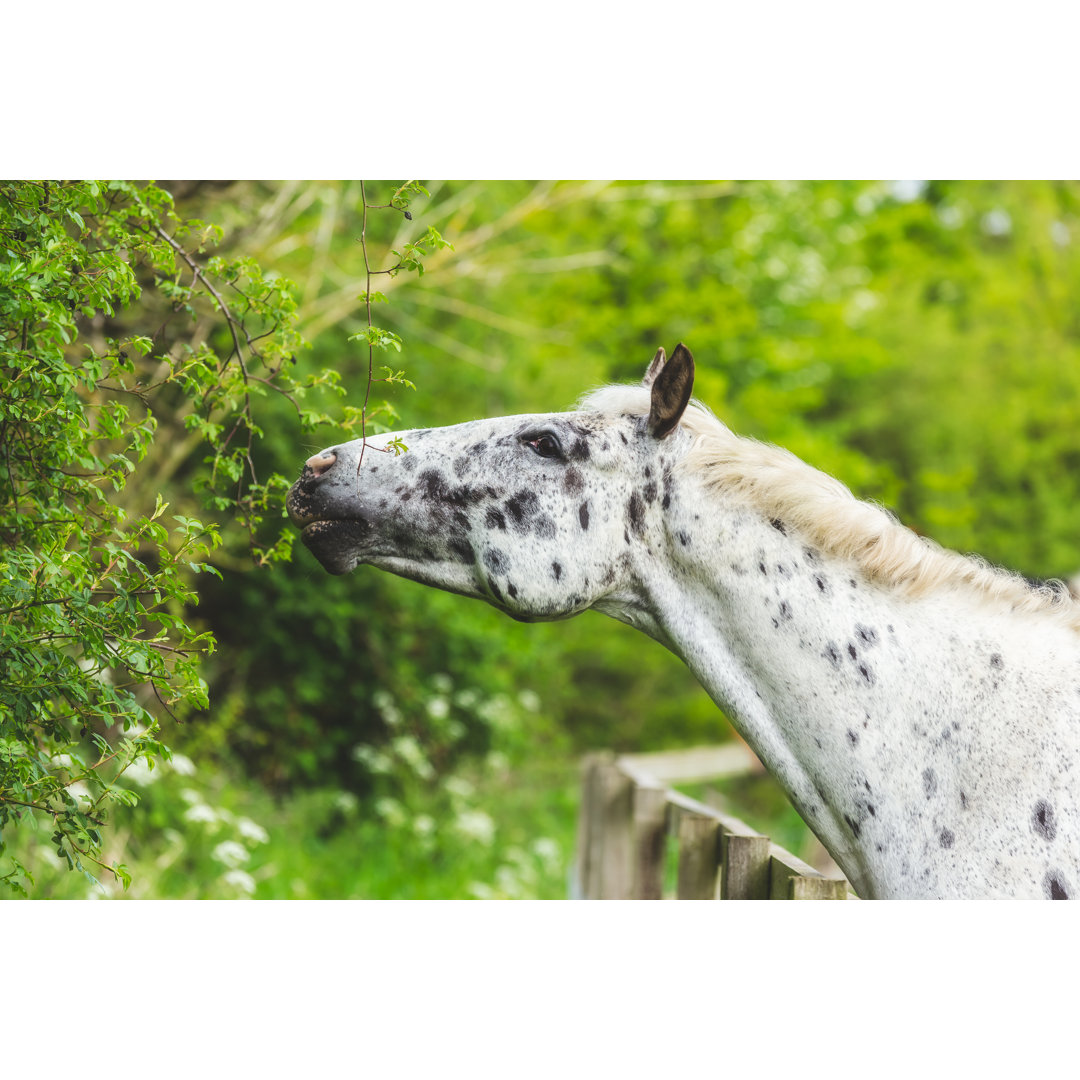 Pferd frisst aus Hecke von JonesRaymond - Leinwanddrucke