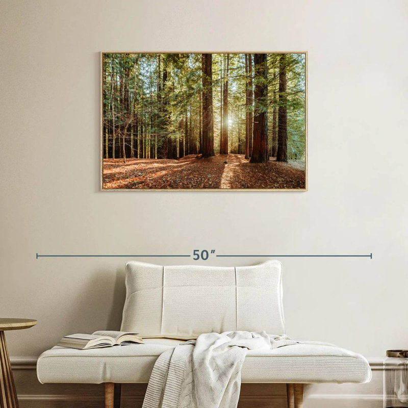 Séquoia avec rayons de soleil, Cadre flottant en bois naturel, 37 po x 25 po