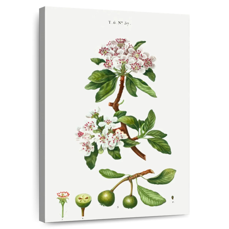 Poire à feuilles d'amandier, H 24 po x l 16 po