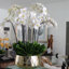 Pot à tiges d'orchidée Roberi-286301786-293210172