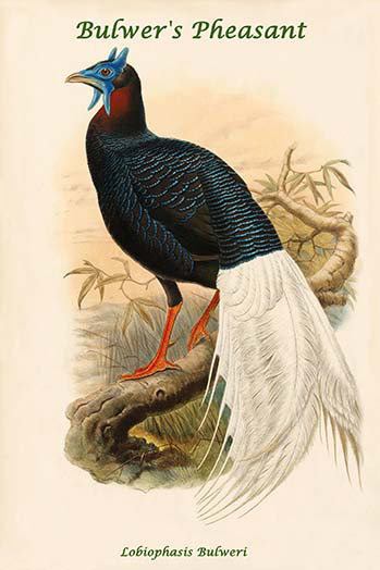 " Lobiophasis Bulweri Bulwer " by John Gould, 42" H x 28" W x 1.5" D