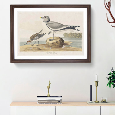 Fork-Tailed Gull by John Audubon - Picture Frame Painting Print