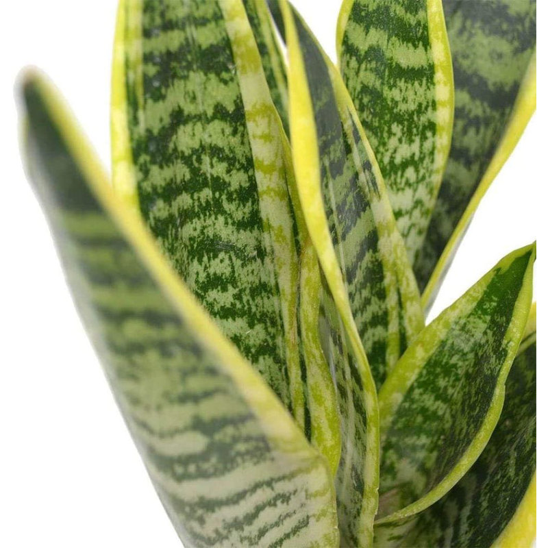 Golden Edge Sansevieria Snake Plant in 6-Inch Pot