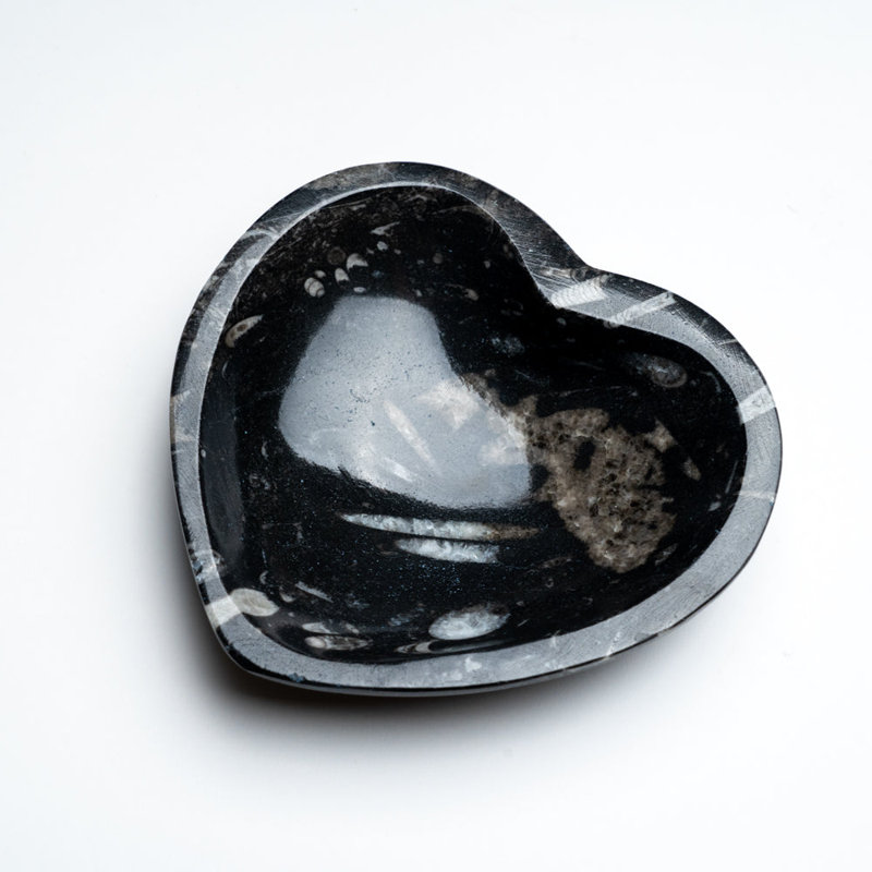 Plat en forme de cœur véritable fossile goniatite polie